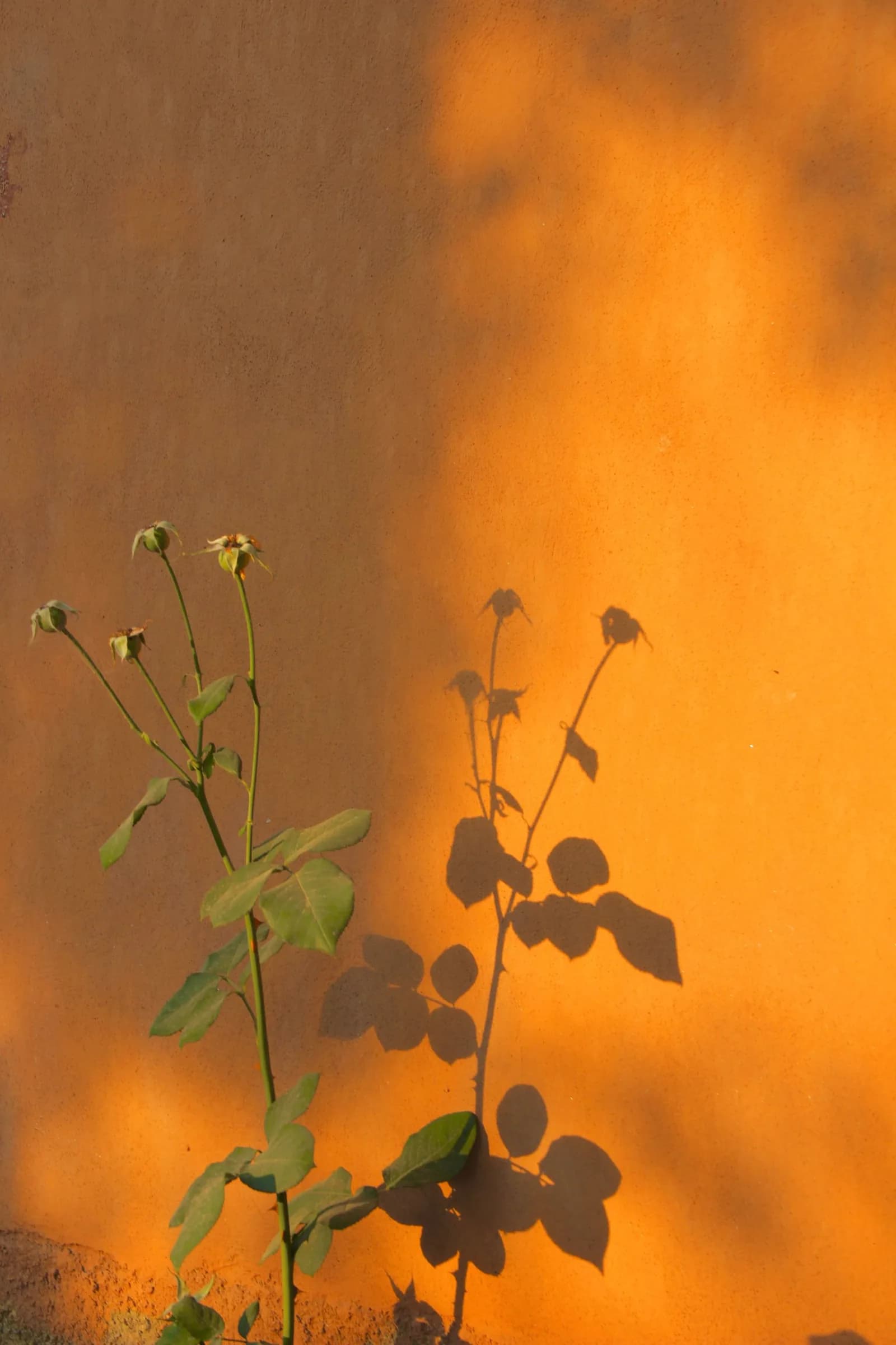 A plant casting its shadow on an amber wall at sunset