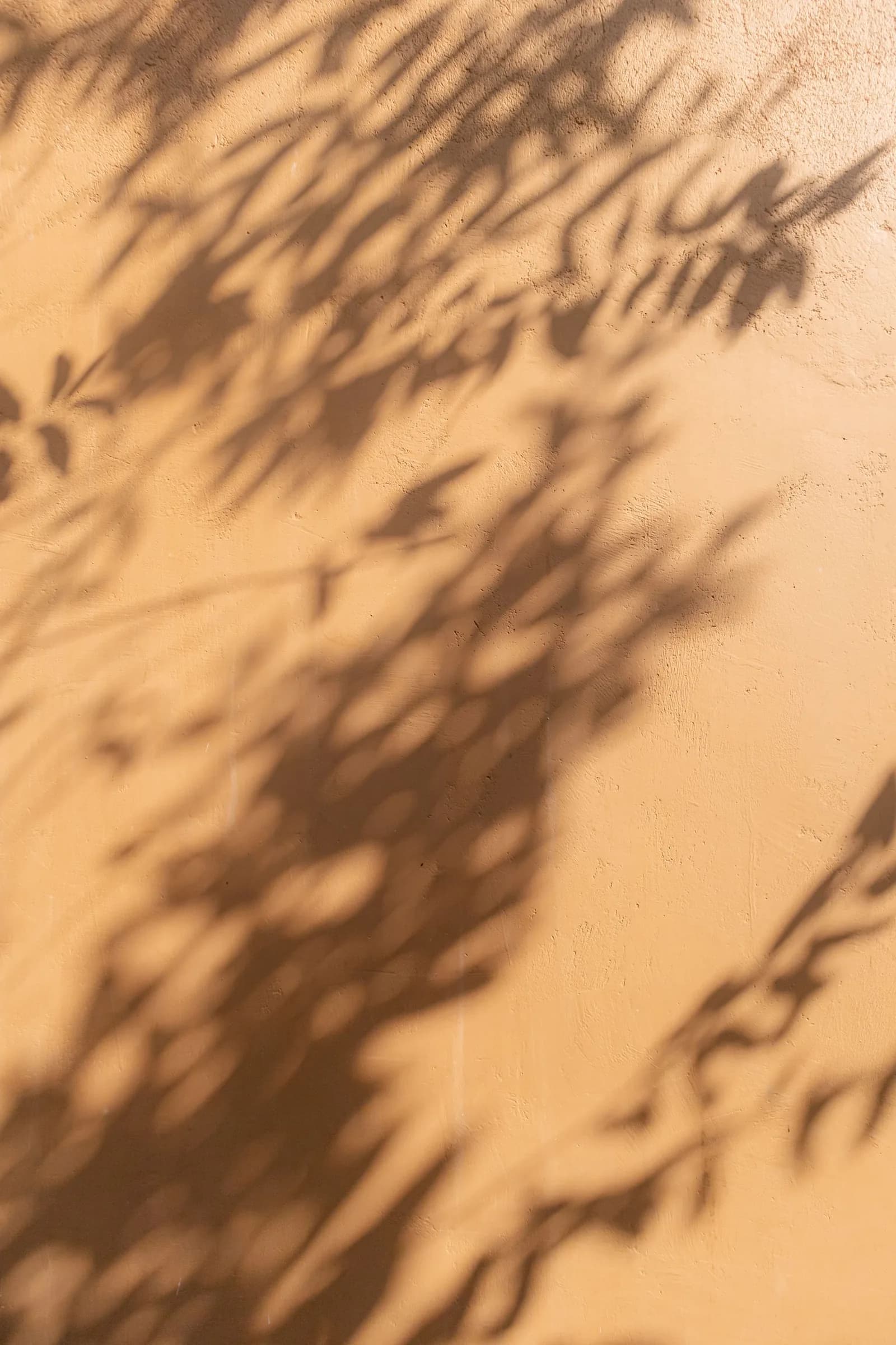 The shadow of leaves on a warm wall